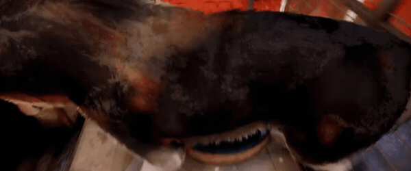 动物收容所2/Animal Shelter 2(图2)