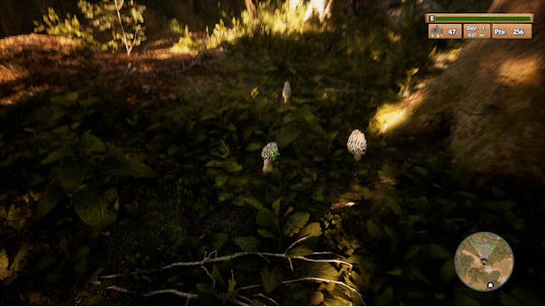 羊肚菌：狩猎/Morels: The Hunt(图3)