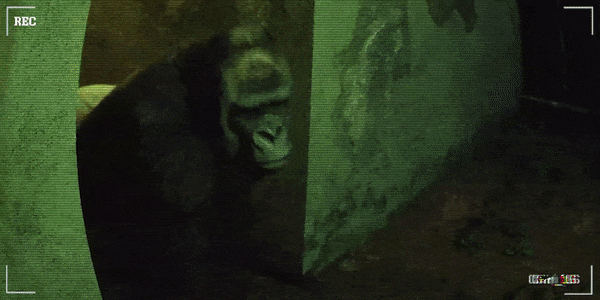 癫狂动物园/Zoochosis(图2)