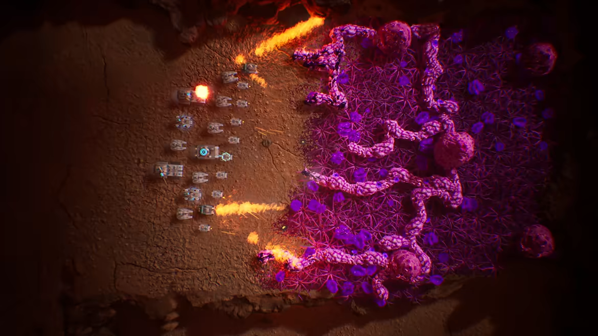 星萼/Calyx(图13) 星萼/Calyx(图13)